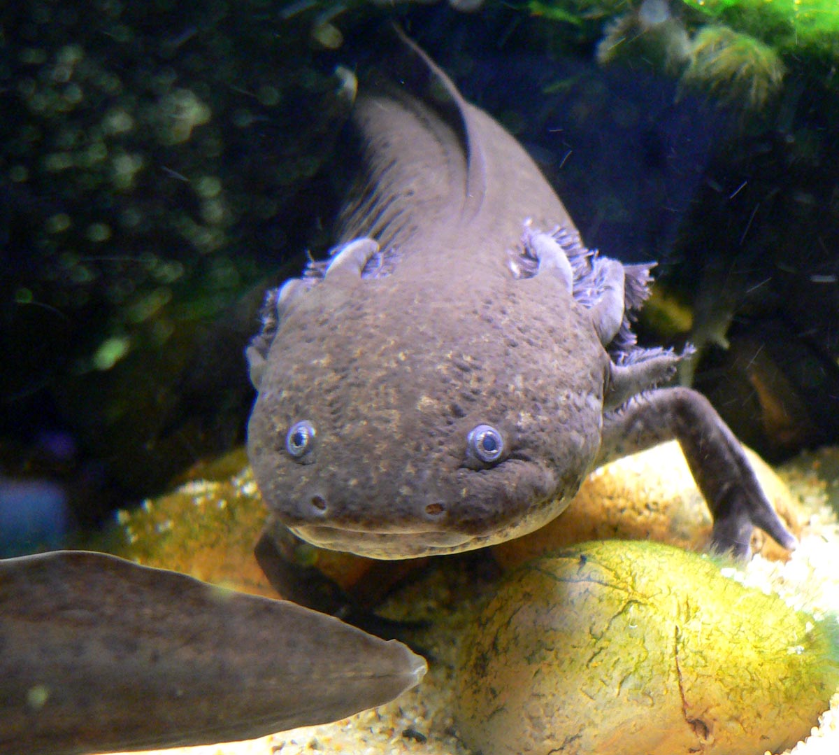 An axolotl, an amphibian with a striking appearance