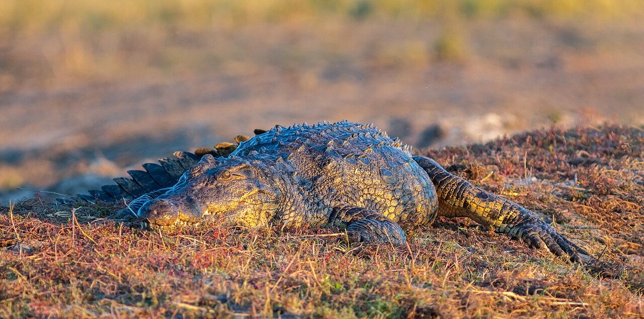 A Nile crocodile at the water's edge