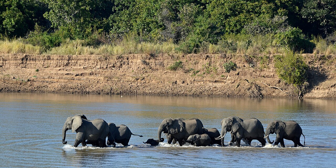 An African elephant in the savanna