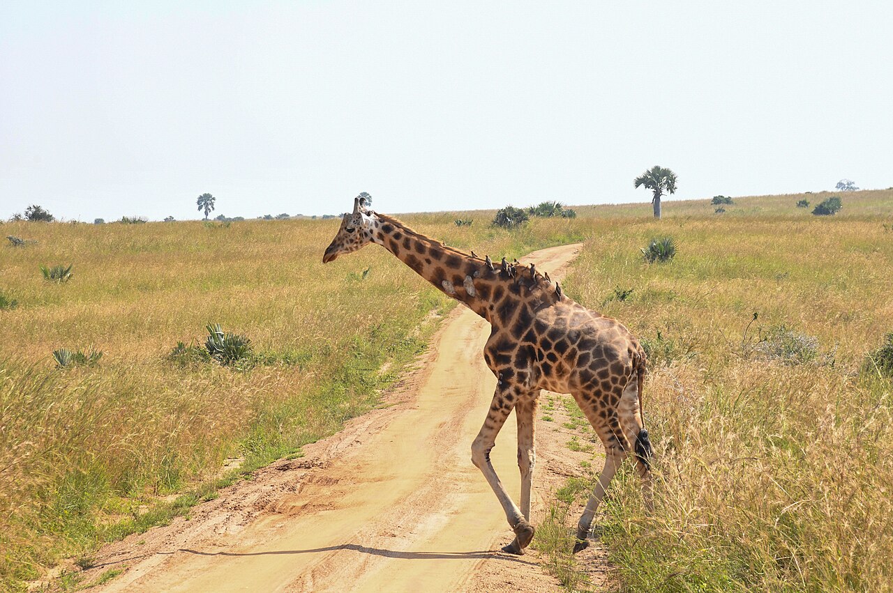 A giraffe in the savanna