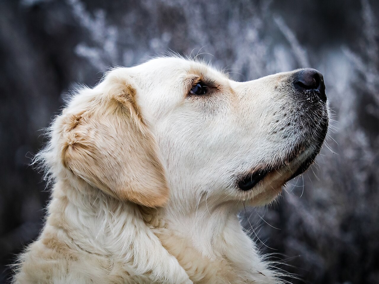 A golden retriever, a popular dog breed