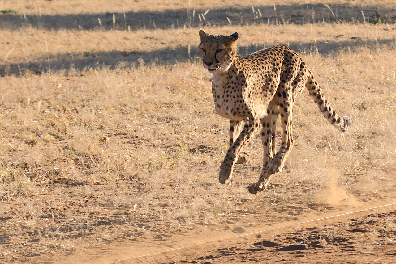 A cheetah recognizable by its black tear marks