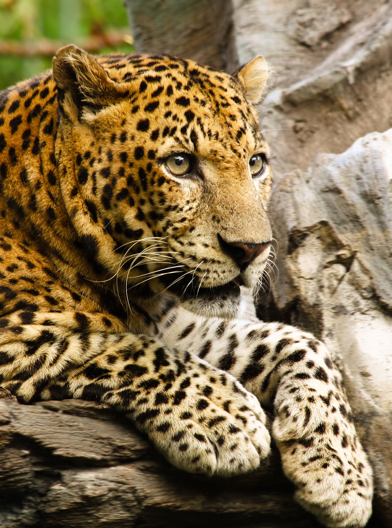 A leopard, often confused with the cheetah