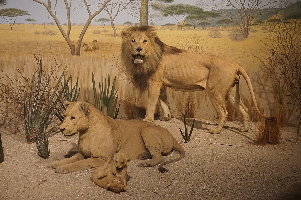 A lion in the African savanna