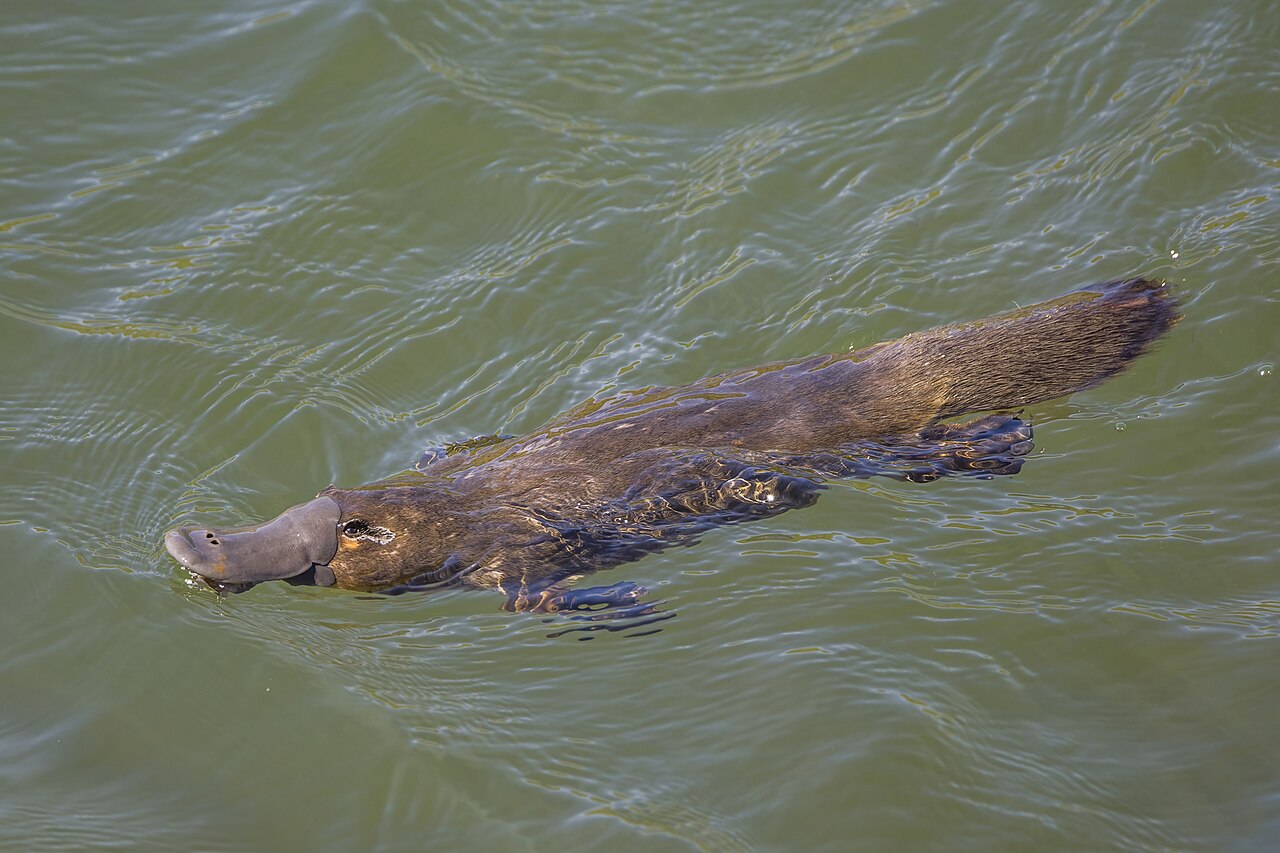 A platypus, an egg-laying mammal