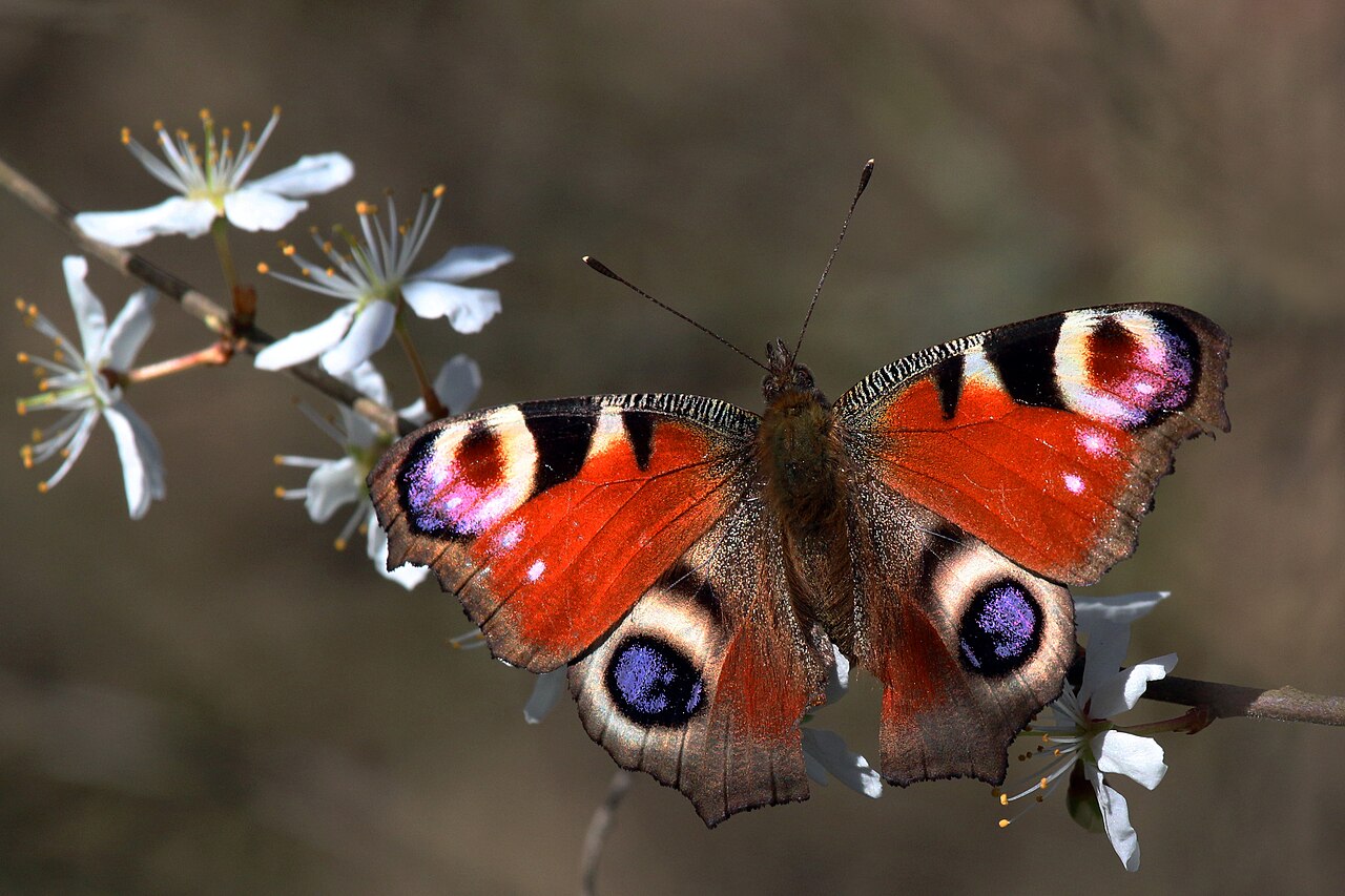 A butterfly resting on a flower
