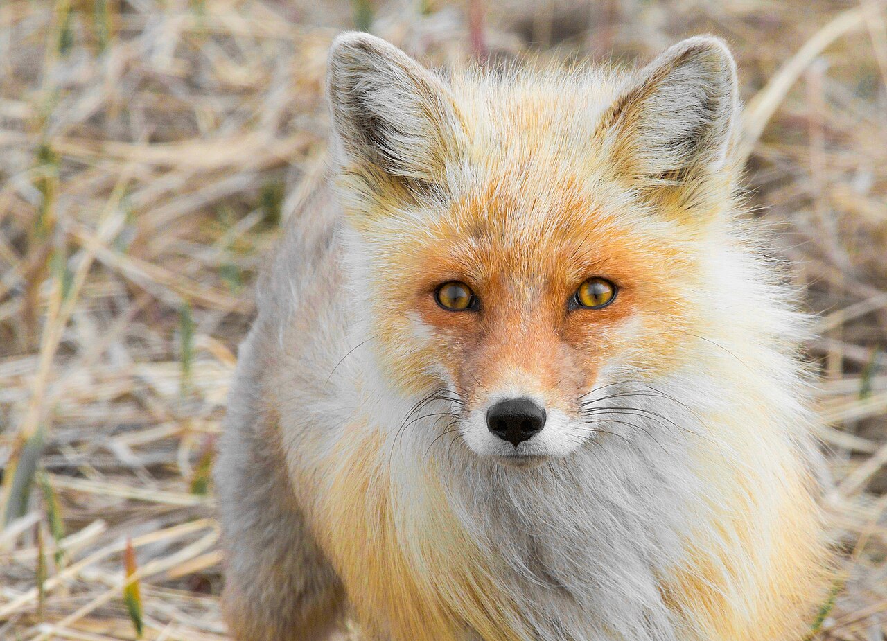 A red fox in the wild