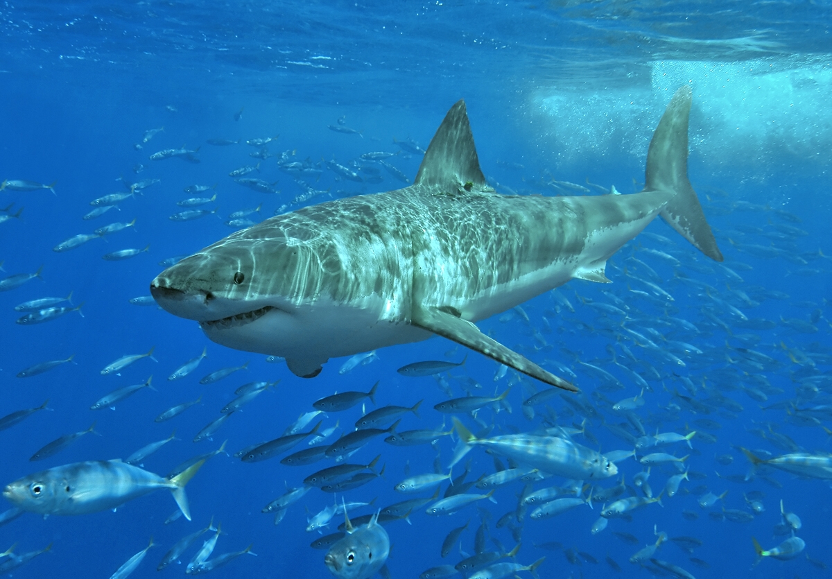 A great white shark in the ocean
