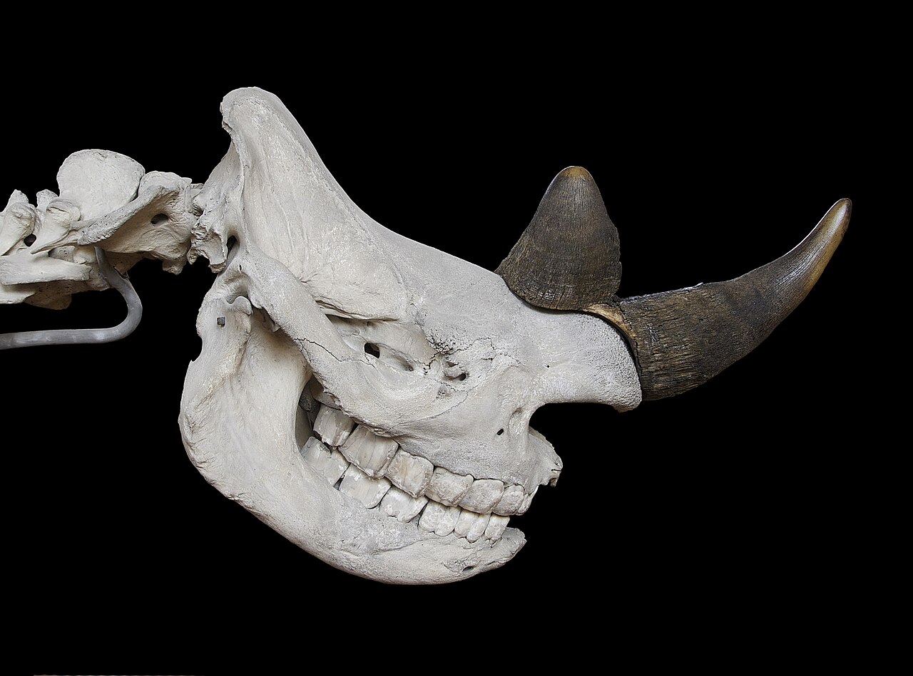A black rhinoceros, an endangered species