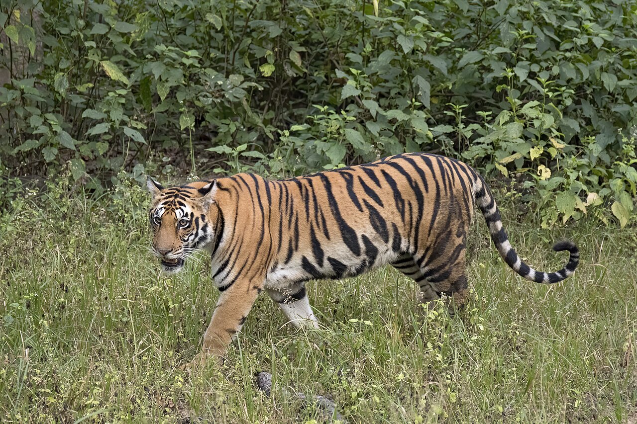 A Bengal tiger in its habitat